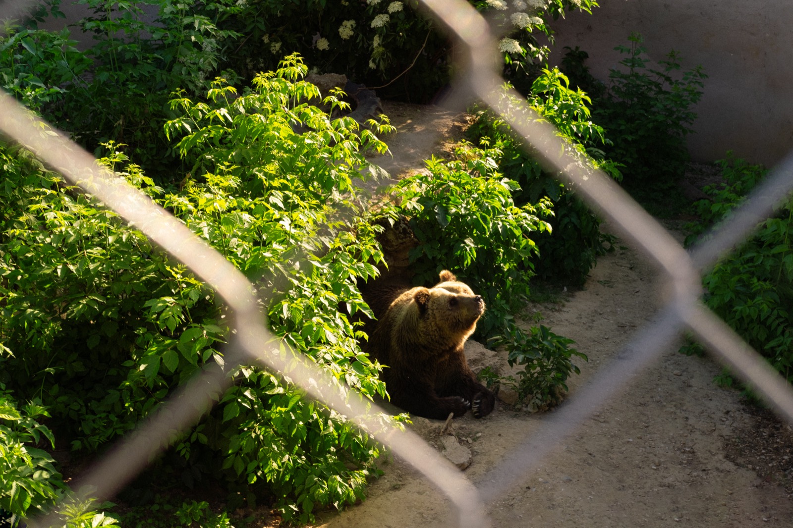 Bear behind a wire fence