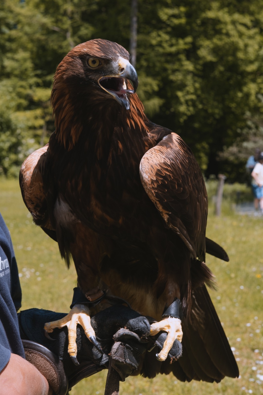 Golden eagle on a falconer's glove